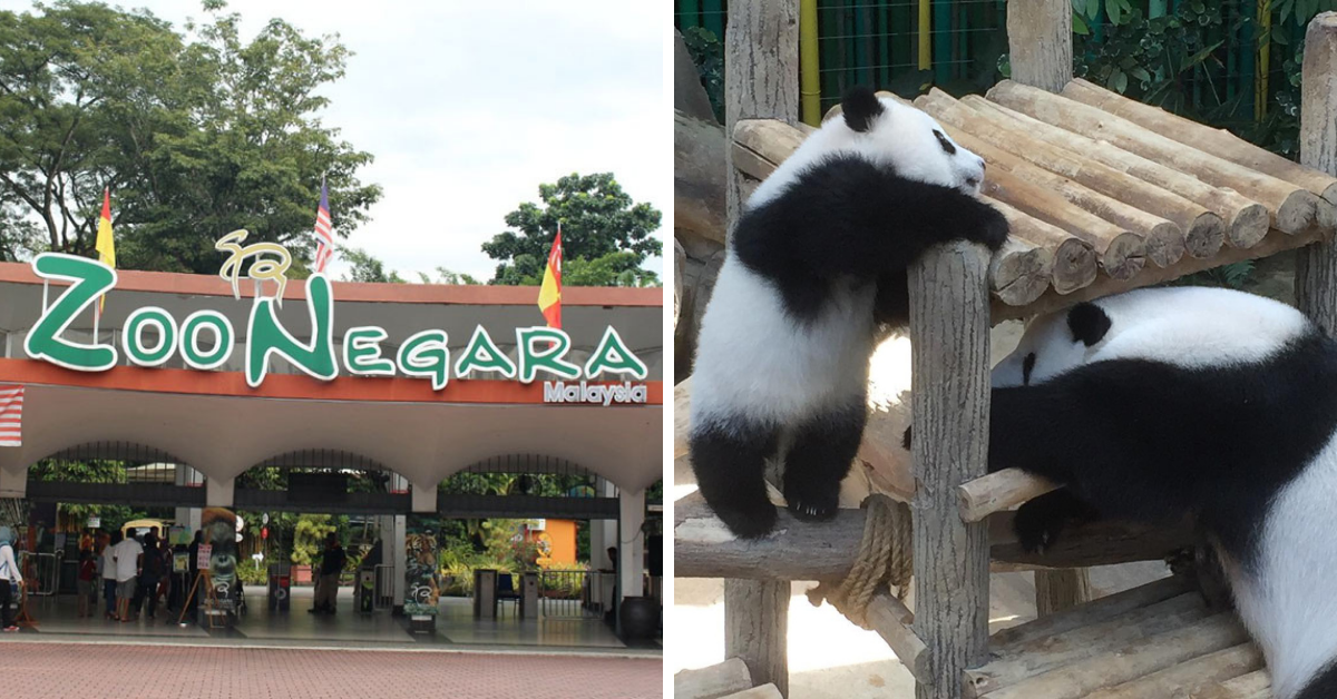 Zoo Negara Reopens To Visitors Starting Today, On 1st October 2021 - KL