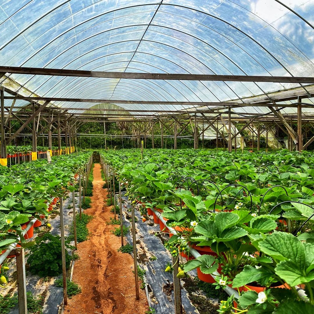 Big Red Strawberry Farm Cameron Highlands